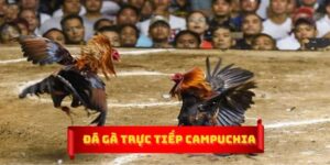 Đá gà trực tiếp Thomo Campuchia là gì?