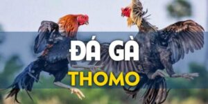 Tổng quan về đá gà Thomo 009