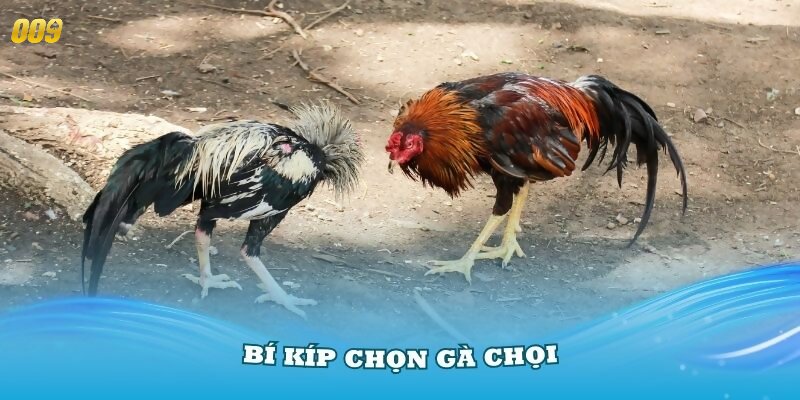 Bí quyết chọn gà chọi hay dựa vào tướng đứng và thần thái